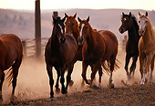 HOR 01 RK0679 01
A Herd Of Horses Galloping On Dirt Making Dust