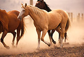 HOR 01 RK0679 03
A Herd Of Horses Galloping On Dirt Making Dust