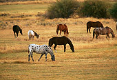 HOR 01 RK0680 02
A Herd Of Horses Grazing In Pasture