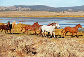 HOR 01 RK0684 02
A Herd Of Horses Galloping By Shrubs And Water Mountains