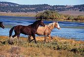 HOR 01 RK0686 03
Profile Shot Of A Herd Of Horses Trotting By Shrubs And Water Mountains Blue Sky