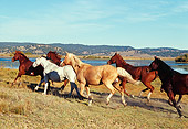 HOR 01 RK0688 01
A Herd Of Horses Running Together By Water Mountains Blue Sky