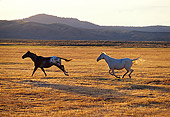 HOR 01 RK0690 01
Profile Shot Of Horses Galloping On Dry Grass Field At Dusk