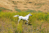HOR 01 RK0696 27
White Arabian Horse Trotting Through Pasture