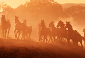 HOR 01 RK0715 24
Herd of Horses Galloping On Dirt In Dust