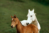 HOR 01 RK0737 01
Close-Up Of Mare And Foal Standing In Pasture