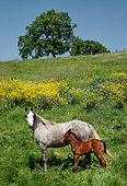 HOR 01 RK0747 01
Dapple Gray Arabian Mare And Bay Foal Standing On Grassy Hill By Tree Blue Sky