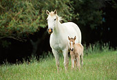HOR 01 RK0751 17
White Mare Standing With Buckskin Foal In Pasture