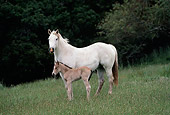 HOR 01 RK0751 42
White Mare Standing With Buckskin Foal In Pasture