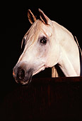 HOR 01 RK0806 01
Head Shot Of Gray Arabian Stallion In Stall