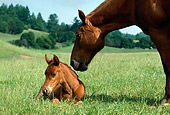 HOR 01 RK0834 03
Chestnut Mare Nuzzling Foal On In Pasture By Trees