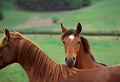 HOR 01 RK0846 01
Arabian Horses Nuzzling In Pasture