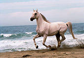 HOR 01 RK0856 04
White Stallion Galloping On Beach By Water Blue Sky