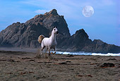 HOR 01 RK0857 04
Gray Arabian Stallion Galloping On Beach Rocks Background