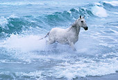 HOR 01 RK0863 01
Gray Arabian Stallion Emerging From Ocean Surf