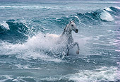 HOR 01 RK0863 06
Gray Arabian Stallion Emerging From Ocean Surf