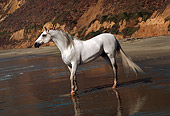 HOR 01 RK0864 07
Gray Arabian Stallion Standing On Beach By Cliffs