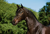 HOR 01 RK0866 07
Head Shot Of Black Arabian Stallion Trees Background