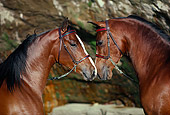 HOR 01 RK0871 10
Head Shot Of Two Bay Arabian Stallions Nuzzling By Rocks