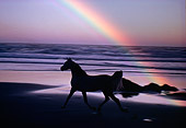 HOR 01 RK0878 17
Silhouette Of Arabian Horse Trotting On Beach With Rainbow