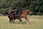 HOR 01 RK0889 01
Black And Chestnut Arabian Horses Cantering In Pasture