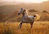 HOR 01 RK0899 01
Dapple Gray Arabian Stallion Cantering On Pasture Hills Background