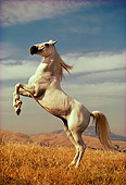 HOR 01 RK0900 11
White Stallion Rearing On Pasture Blue Sky