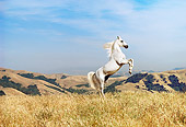 HOR 01 RK0900 16
White Stallion Rearing On Pasture Blue Sky