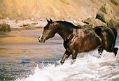 HOR 01 RK0902 41
Black Stallion Through Splashing In Surf
