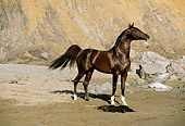 HOR 01 RK0903 52
Black Stallion On Wet Sand At Beach By Cliffs