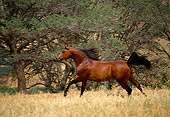 HOR 01 RK0912 04
Bay Arabian Horse Cantering On Pasture By Trees