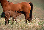 HOR 01 RK0929 02
Bay Arabian Foal Nursing