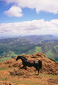 HOR 01 RK0960 04
Black Arabian Horse Standing On Mountain Blue Sky Clouds
