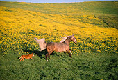 HOR 01 RK0968 01
Chocolate Palomino Arabian Horse Cantering With Dog On Yellow Flower Field