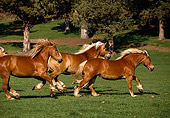 HOR 01 RK0997 01
Herd Of Belgian Horses Galloping On Grass By Trees