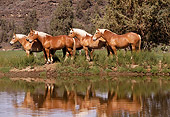HOR 01 RK1001 22
Herd Of Belgian Horses Standing By Water By Trees