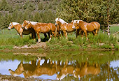 HOR 01 RK1001 28
Herd Of Belgian Horses Standing By Water By Trees