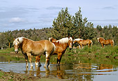 HOR 01 RK1002 08
Herd Of Belgian Horses Standing In Water By Trees