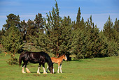 HOR 01 RK1017 01
Black Clydesdale Mare And Bay Foal Grazing On Pasture