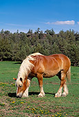 HOR 01 RK1034 02
Belgian Horse Grazing On Pasture