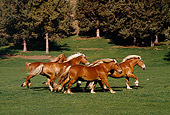 HOR 01 RK1039 06
Herd Of Belgian Horses Galloping On Pasture By Trees