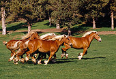 HOR 01 RK1039 07
Herd Of Belgian Horses Galloping On Pasture By Trees