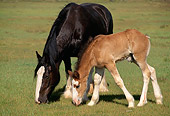 HOR 01 RK1045 18
Black Clydesdale Mare And Bay Foal Grazing On Pasture