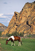 HOR 01 RK1054 04
Pinto Horse Grazing On Grass Rock Mountain Background