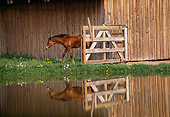 HOR 01 RK1064 04
Yearling Arabian Horse Standing By Fence And Barn By Water