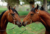 HOR 01 RK1079 04
Head Shot Of Bay Arabian Horses Nuzzling On Pasture