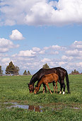 HOR 01 RK1084 04
Arabian Mare And Foal Grazing On Pasture