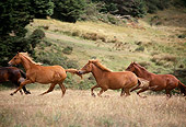 HOR 01 RK1086 02
Peruvian Paso Horse Galloping On Pature By Trees