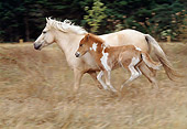 HOR 01 RK1088 07
Icelandic Mare And Foal Cantering On Pasture