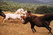 HOR 01 RK1098 33
A Herd Of Icelandic Horses Galloping On Pasture By Trees